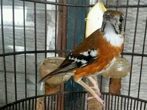 3 Cara Merawat Anis Cendana Supaya Cepat Gacor Burung Babe