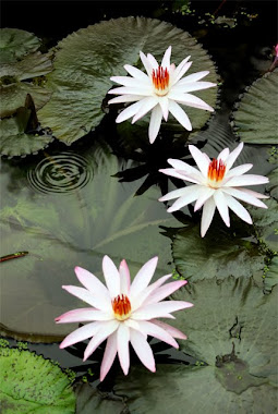 Three lotus...!!