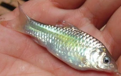 perbedaan ikan wader jantan dan betina,cara mengawinkan ikan wader,masa panen ikan wader,nama lain ikan wader,manfaat ikan wader, cara budidaya ikan lele di kolam terpal,lele di kolam terpal pdf,lele sangkuriang di kolam terpal,di kolam tembok,di kolam beton,di kolam tanah,