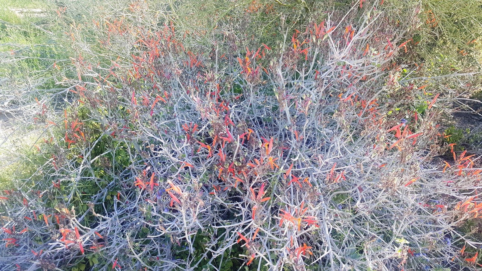 Tales of the Way Time with Family in Mesa, AZ and on to Deming, New Mexico