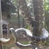 Australian woman captures scary footage of 2 huge pythons fighting outside her dining room window 