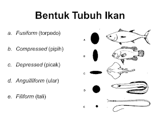  ujung sirip ekor pecahan paling belakang MORFOLOGI IKAN