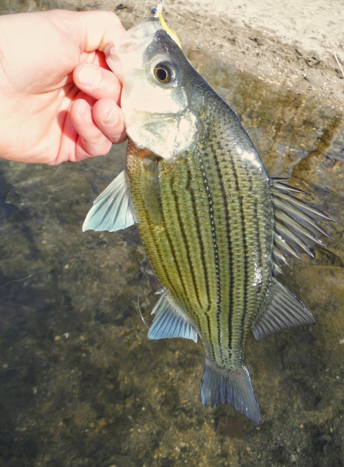 Yellow Bass Fishing Tips what makes a good fishing