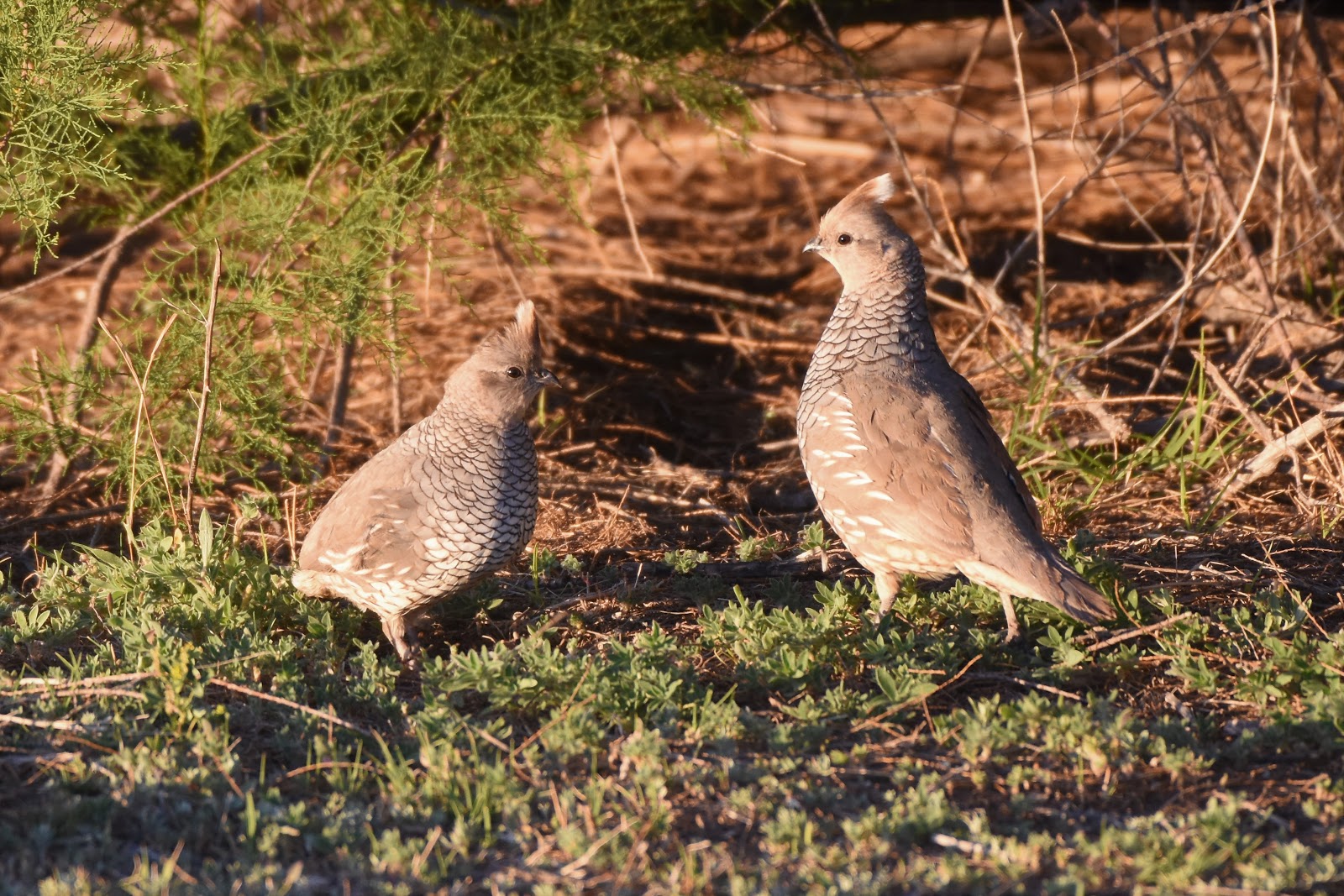 Las Aventuras Las Aventuras Arizona Quail and Grouse