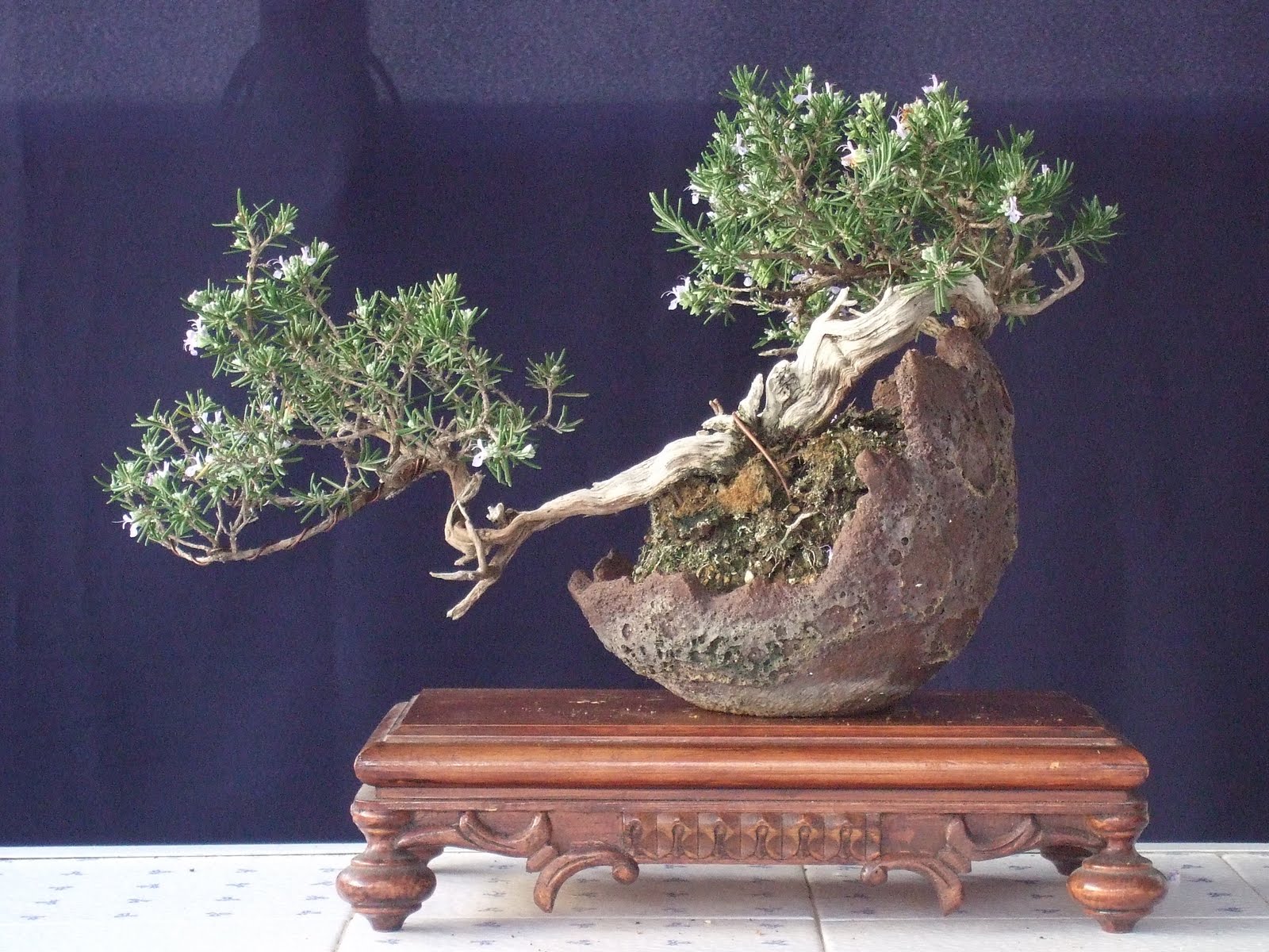 BONSAI PALMA diciembre 2011