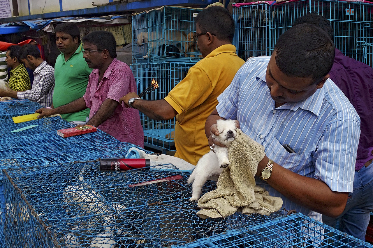The Galiff Street Pet Market, Kolkata Photography with the Moto X Play Galiff Street Pet