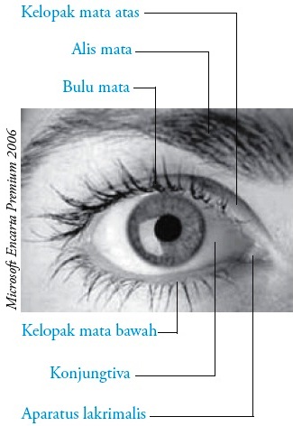 Fungsi Mata  Pengertian Struktur Bagian Kelainan Anatomi