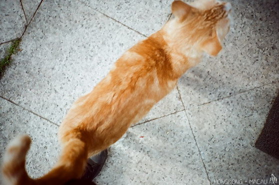 彼らは聖墳墓大聖堂で十字軍時代の祭壇を発見した