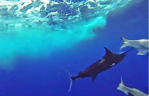 International Fishing News: DOMINICAN REPUBLIC: underwater marlin