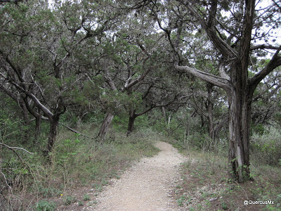 Hiking in Juniperus Ashei - Cedar - Junípero Trails