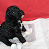 Martha and Murdoch puppies are 3 weeks old''
