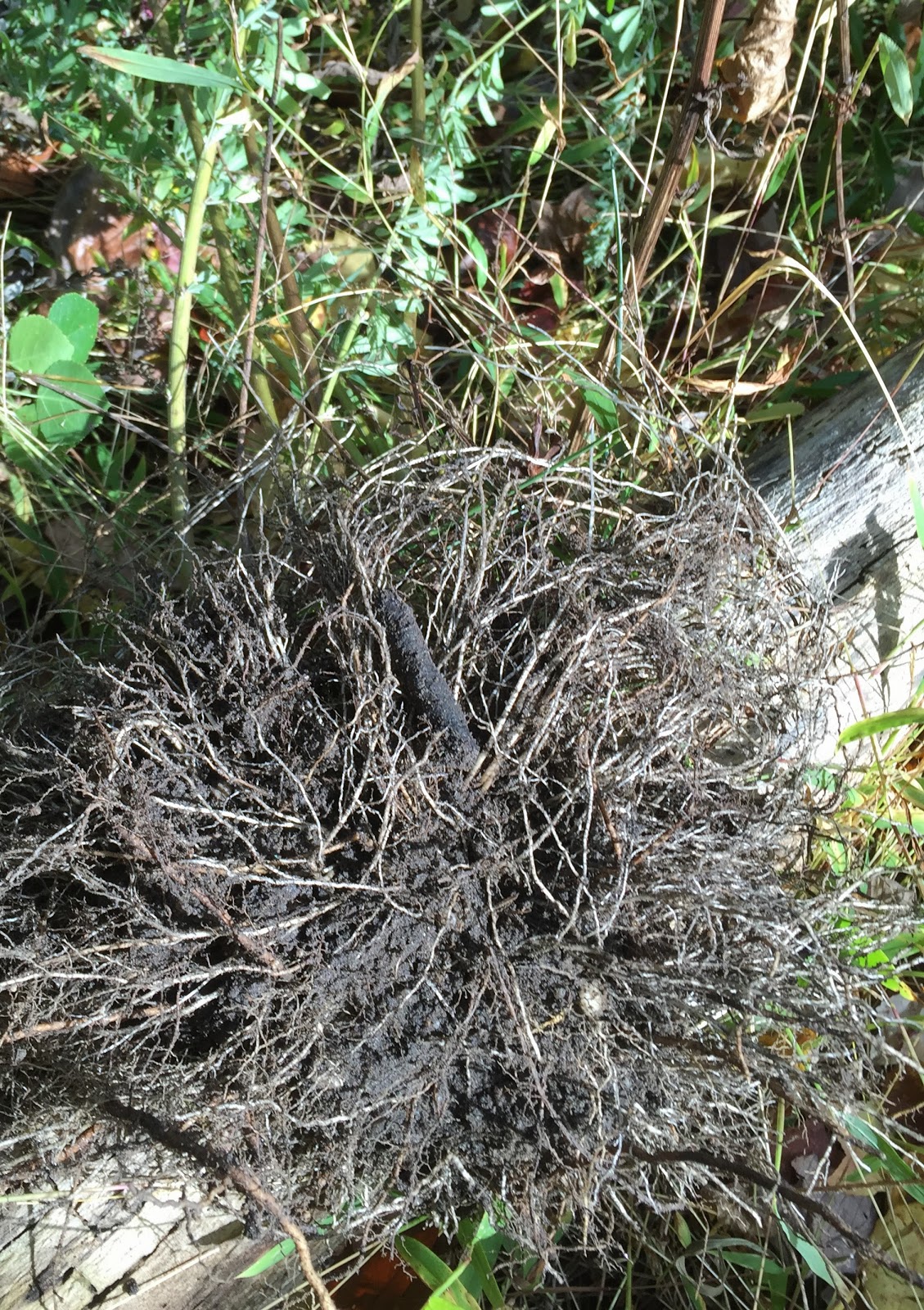 Hagi Bush Clover One Of The Seven Grasses Of Autumn Japan All