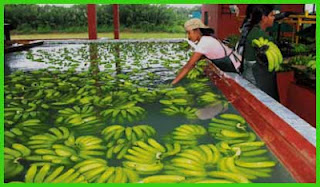Japan looks to expand Sri Lanka's banana and fishing industries
