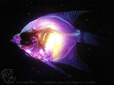 Peces Abisales  bioluminiscentes extraños raros 