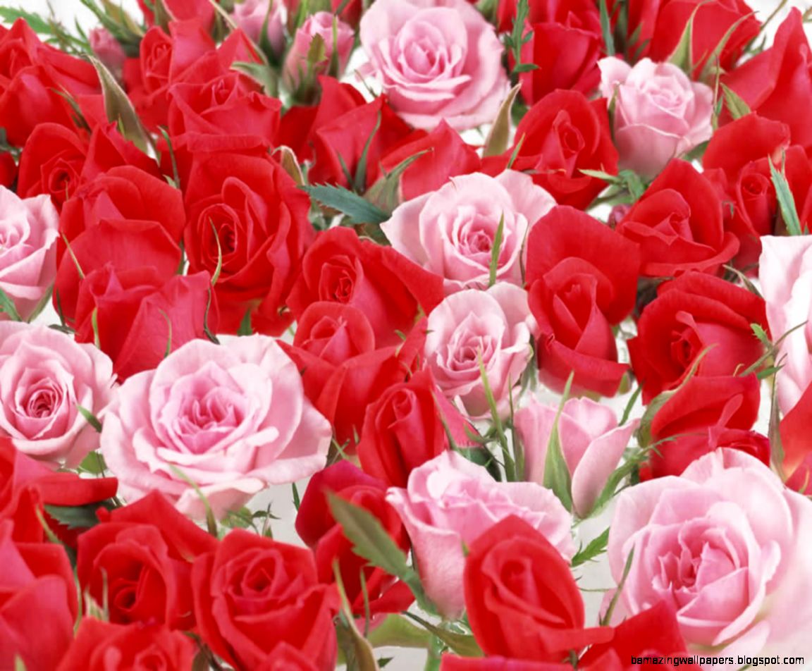 Beautiful Pictures of Roses Wallpaper   WallpaperSafari