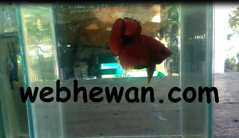 Jenis Ikan Hias Air Tawar Dan Kisaran Harganya