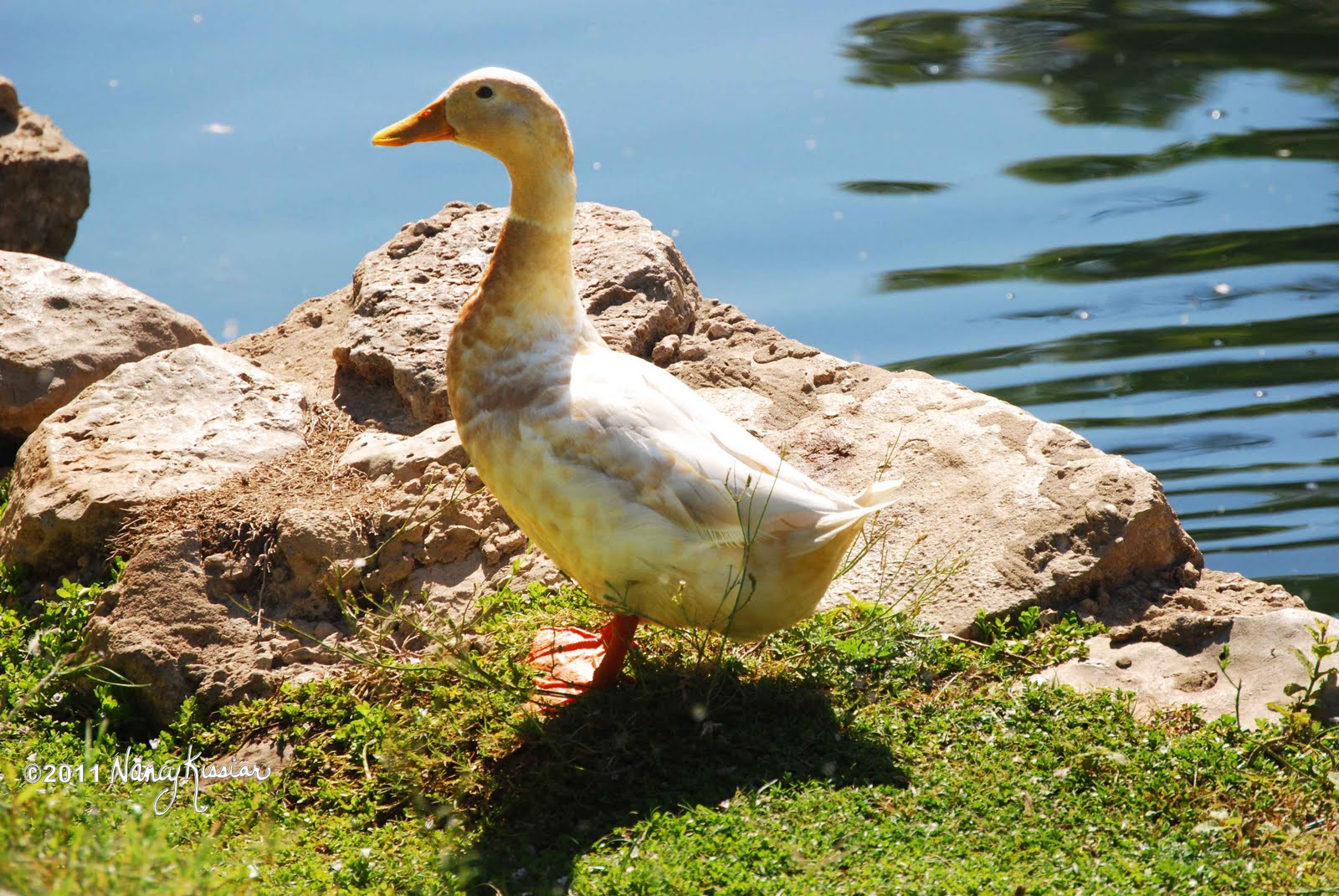 Wild About Texas The Ducks Need Water, Too