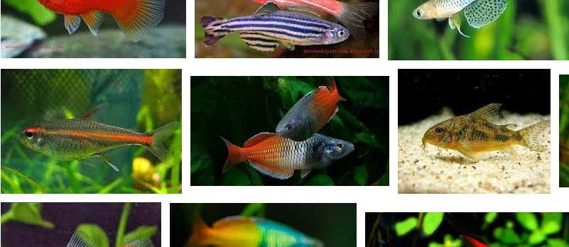 Jenis Ikan Hias Aquascape Paling Lengkap Sekarang Ini