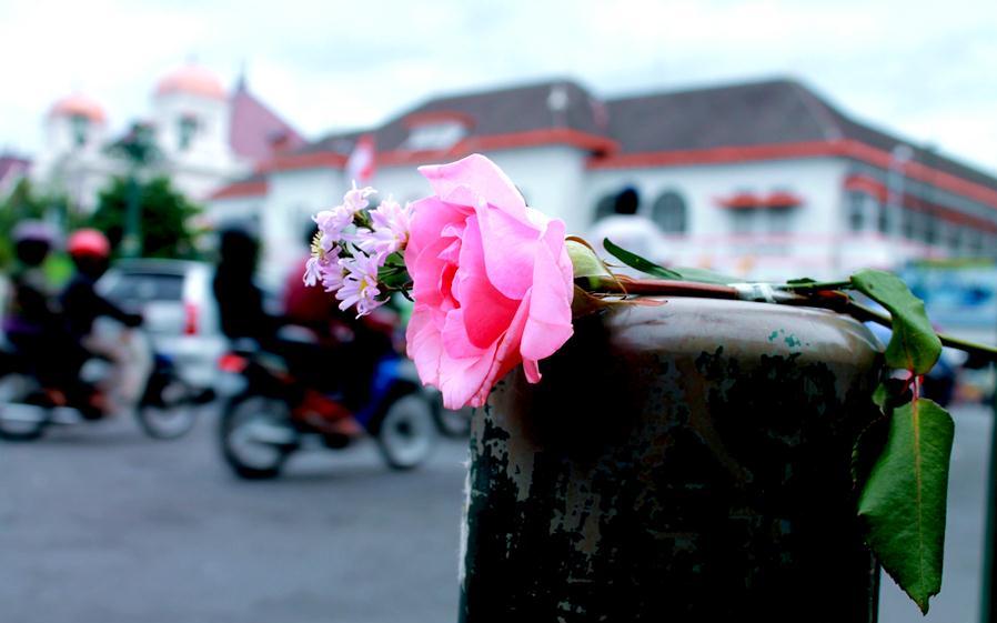 Photography is My Life: Bunga Di Tepi Jalan