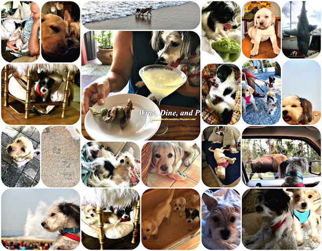 Pictures / Dogs / https://winedineandplay.blogspot.com/p/pictures_6.html Man's best friend, where would we be without them. Great dogs from Wine Dine And Play