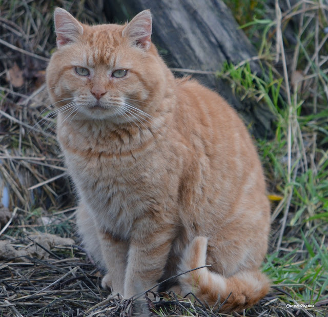 Little Lion cat, orange feral tom cat