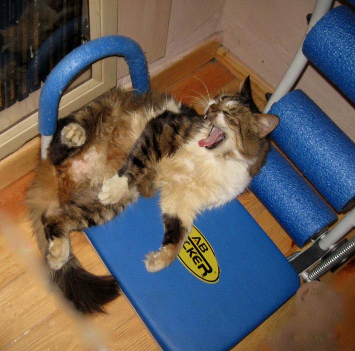 Kedili Teyze Her eve bir kedi