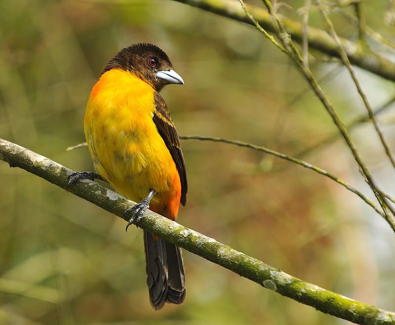 EJE CAFETERO - AVES DE CALDAS - BIRDS OF CALDAS -COLOMBIA: AVES