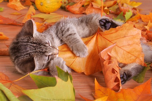 cat+nibbling+leaf.jpg
