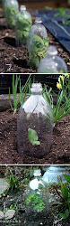 plastic greenhouse bottle mini