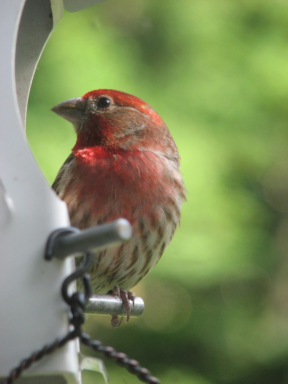 South Burlington birds: Backyard Birds photos | South Burlington
