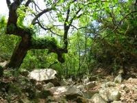 Parque Natural de los Alcornocales. Cádiz Diferente.