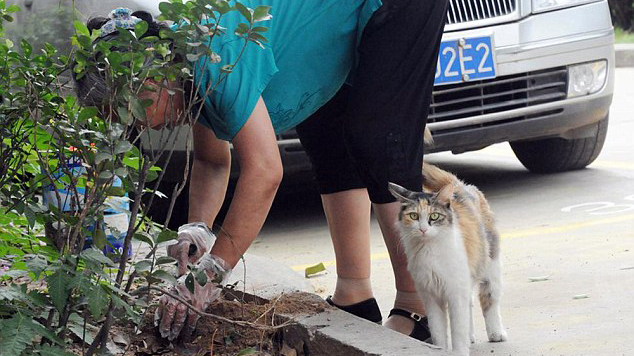 Mengharukan, Induk Kucing Ini Mencoba Membangunkan Anaknya yang Telah Mati Mengharukan, Induk Kucing Ini Mencoba Membangunkan Anaknya yang Telah Mati
