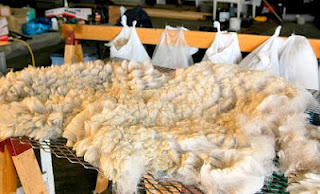 Alpaca fleece drying on mesh.