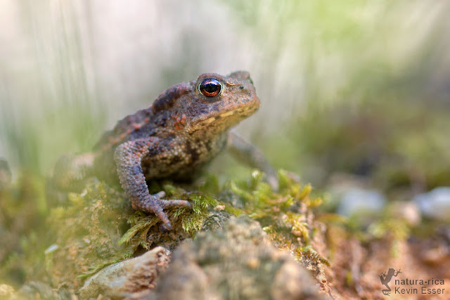 Common Toad - Bufo bufo