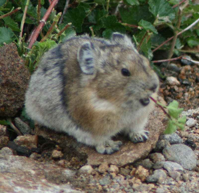 Famous Hat Cute Colorado Animals
