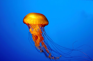 Giant Jellyfish HD Wallpaper