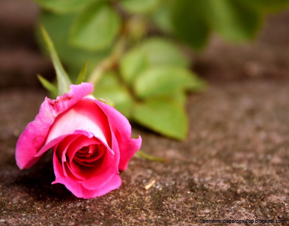 16 Ideas of Rose Flower Images Full Size Hd - Greening The ...