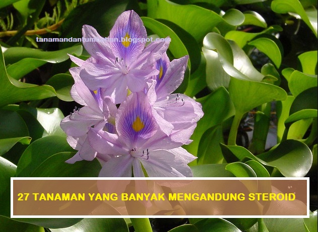27 Tanaman yang Banyak Mengandung Steroid - inFarmasi.com
