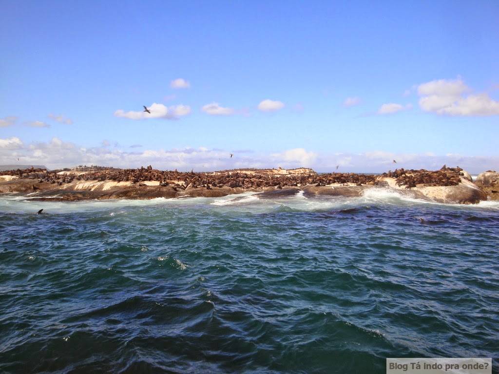 passeio para ver focas em Hout Bay