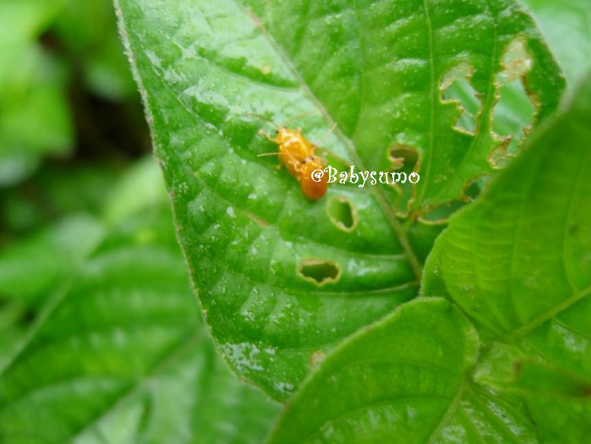 Baby Sumo Photography Cute orange ladybugs having a cuddle Kuala