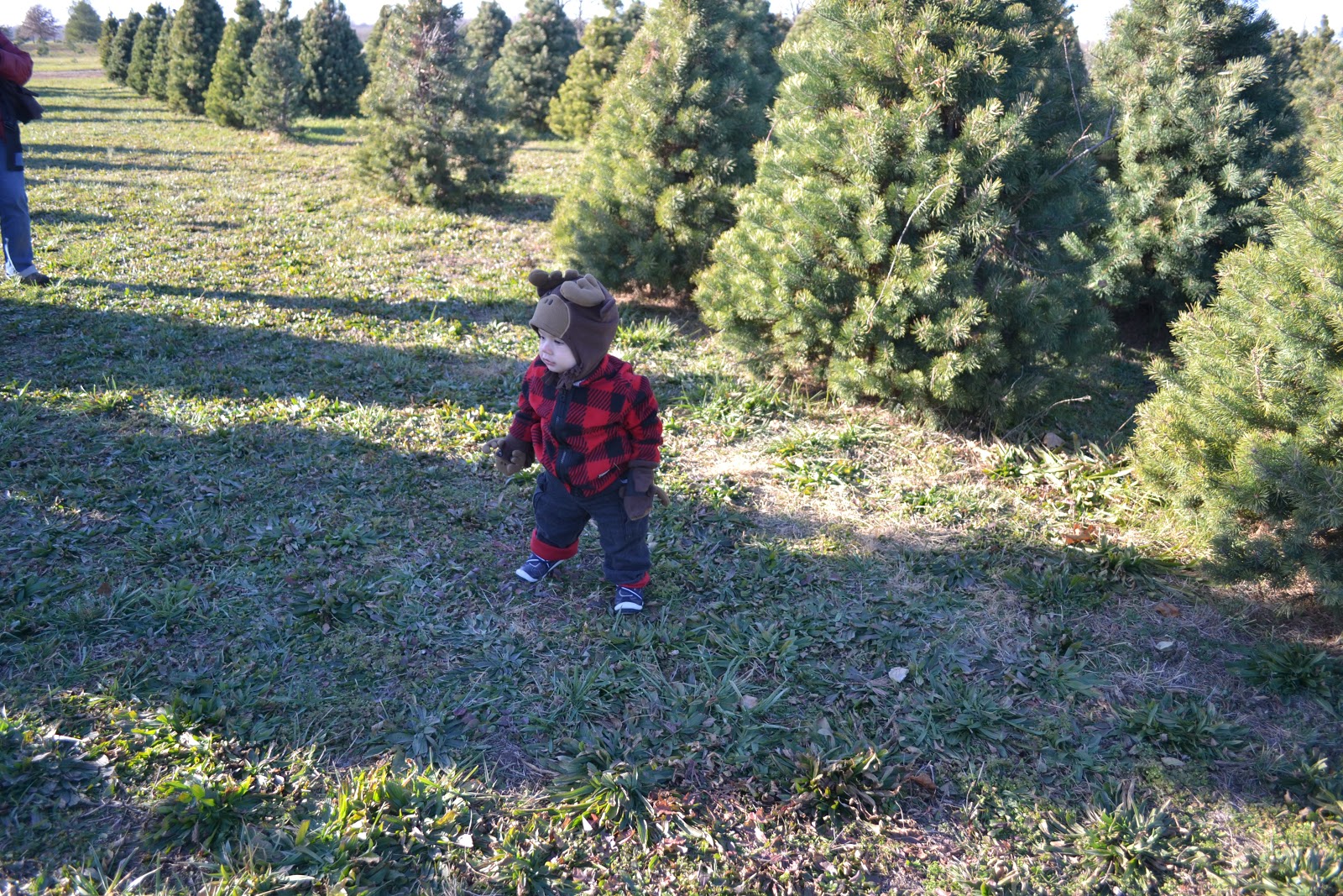 OUR BLESSED DEN: Christmas Tree Shopping