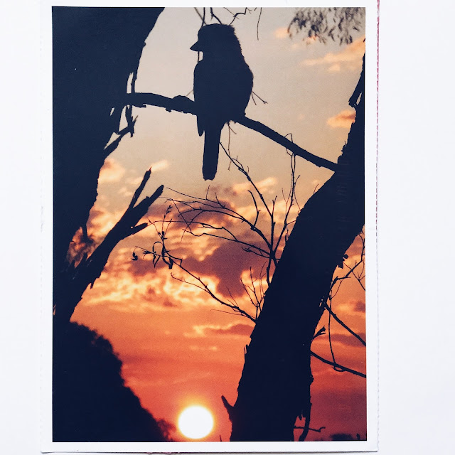 ciekawostki postcrossing ptak który się śmieje