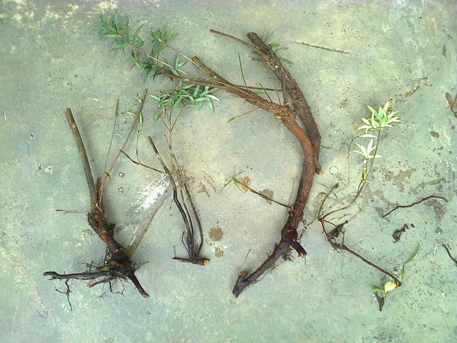 Alami Terengganu Mencari Cucur Atap Di Habitat Asal