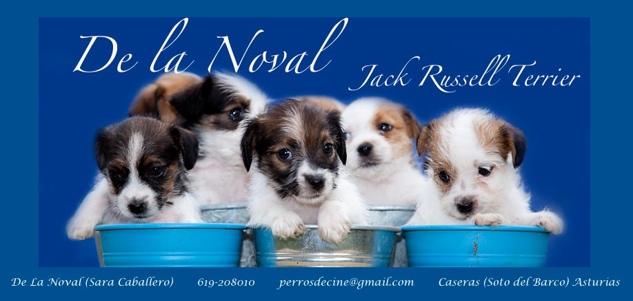 De la Noval Jack Russell Terrier