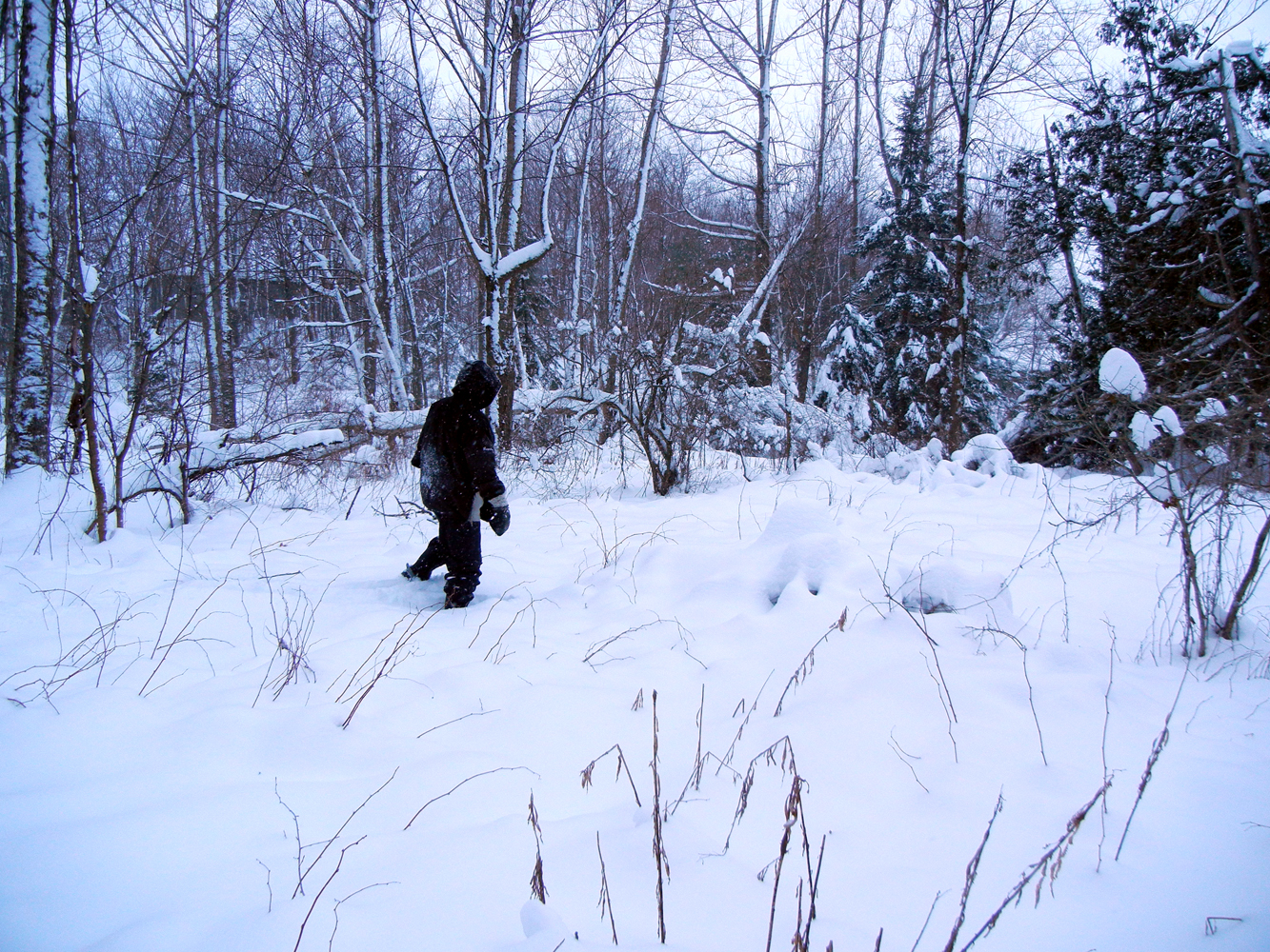 Ronna's Blog Snow Days