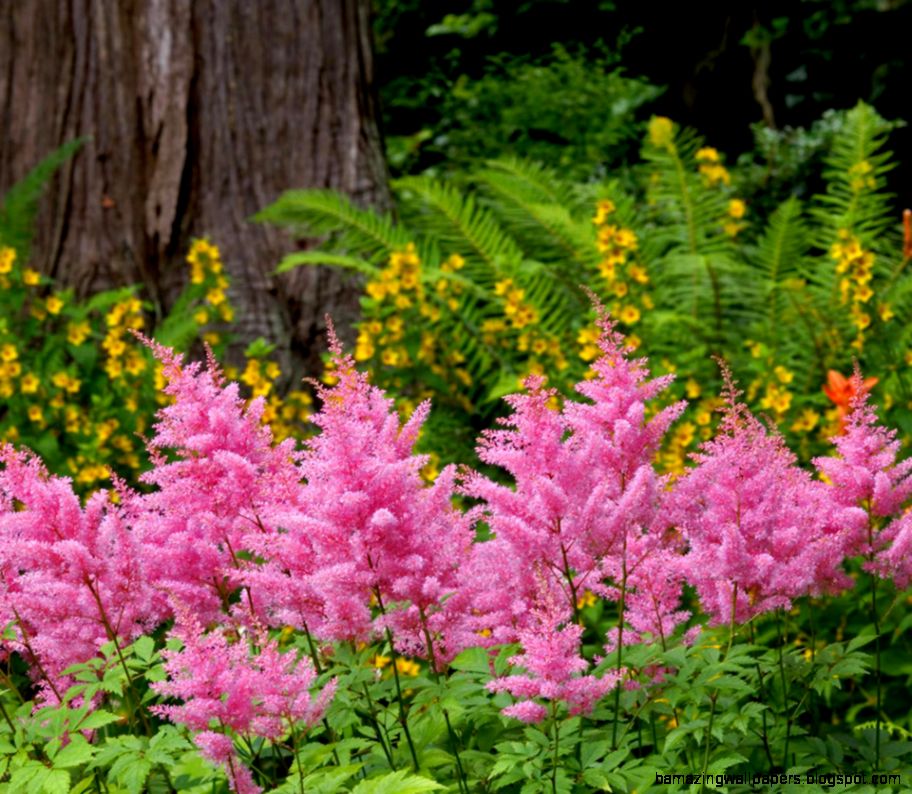 Flower forest   Flikie Wallpapers