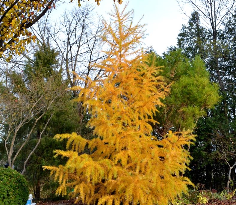 3 Japanese Larch Trees 30-50cm Larix Kaempferi Stunning Colours Every Season 