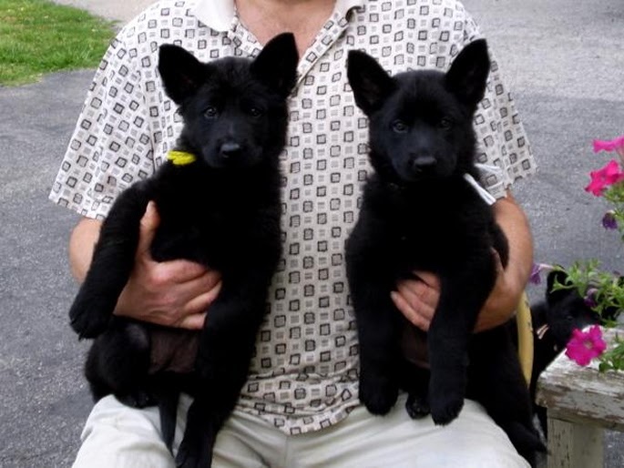 Buy Black German Shepherd Dog Puppy For Sale In Northern Ireland UK