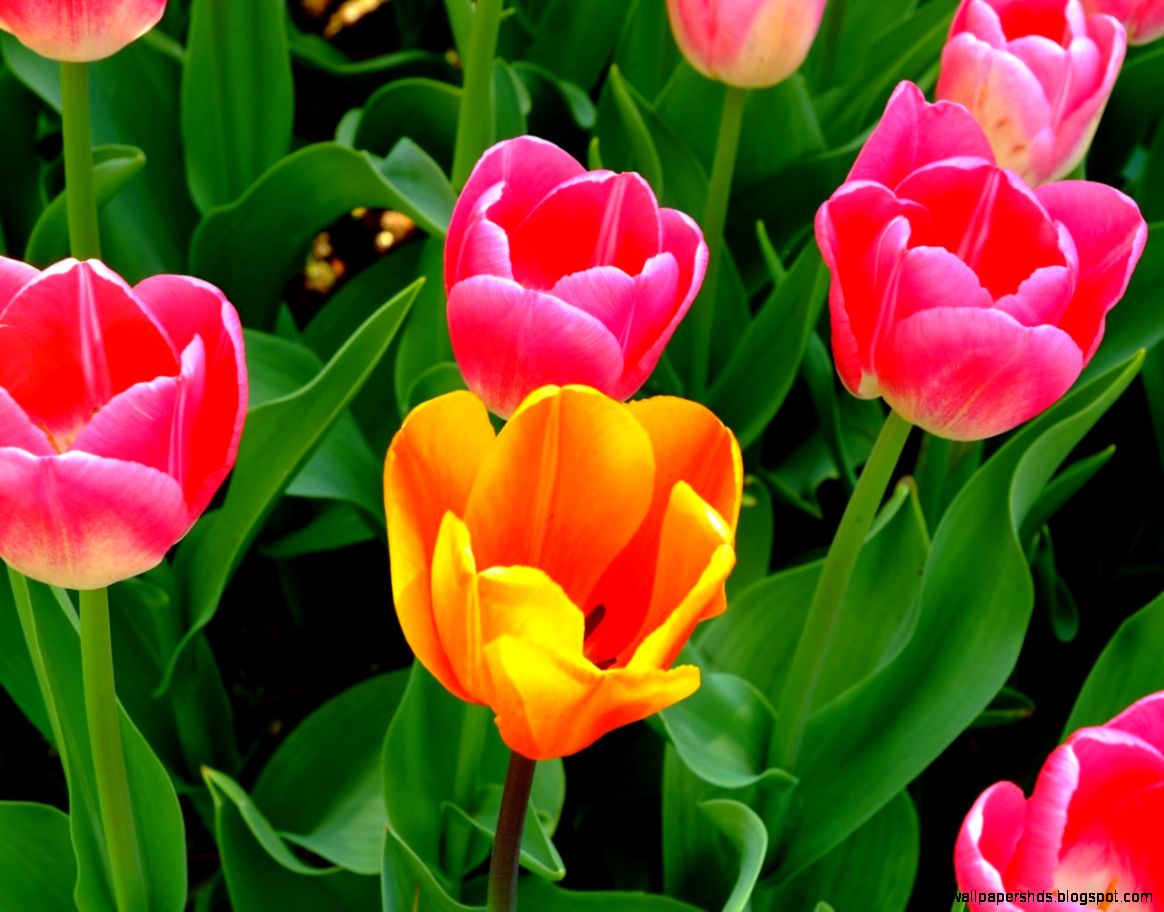 Spring Tulip Flower Cute Your Top HD Wallpapers ID54666