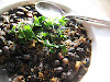 Curried Black Beans with Tomatoes and Spices